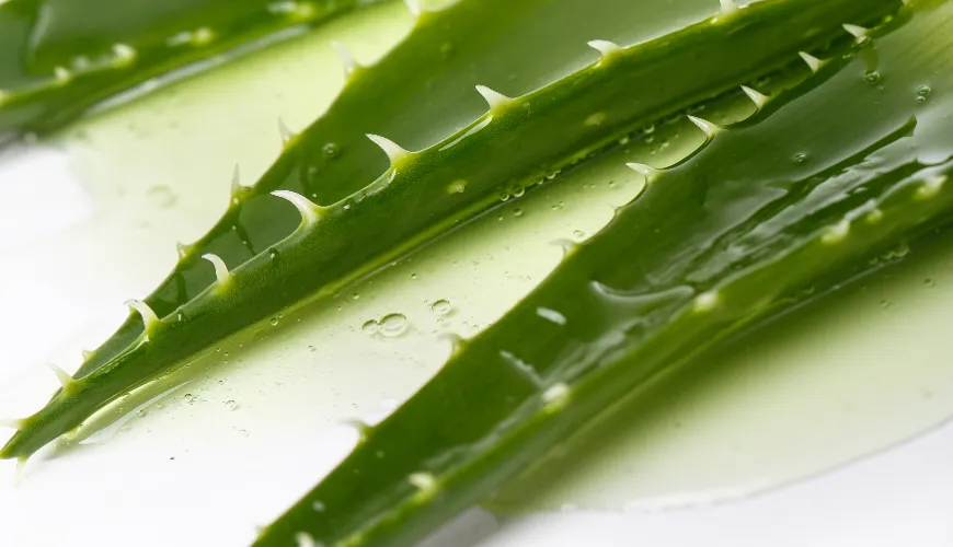 Cómo procesar aloe vera y aprovechar sus beneficios naturales