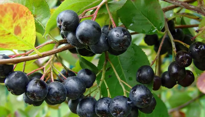 ¿Cuándo puede el aronia causar efectos secundarios en la salud?