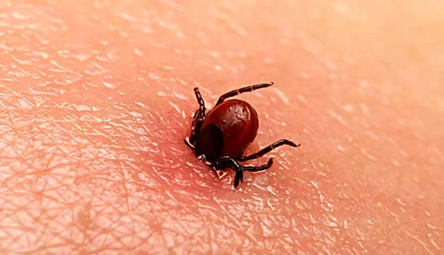 La borreliosis puede aparecer incluso sin la picadura de una garrapata.