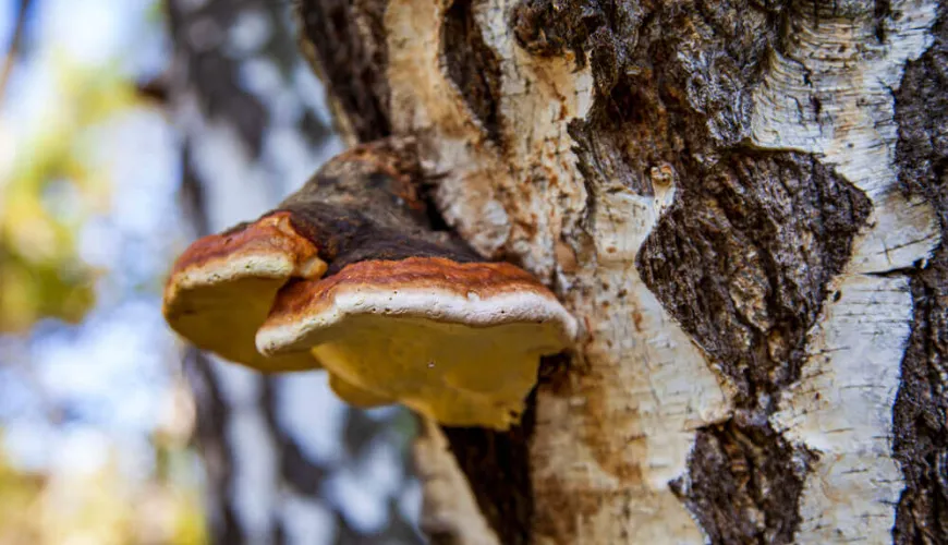 Chaga ofrece protección natural contra el estrés y el envejecimiento.