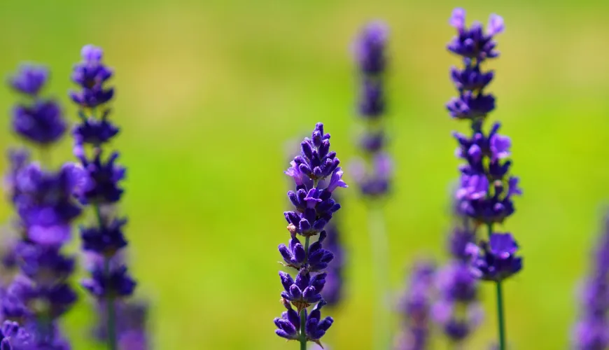 El jarabe de violeta es una delicia natural llena de sabor y salud.