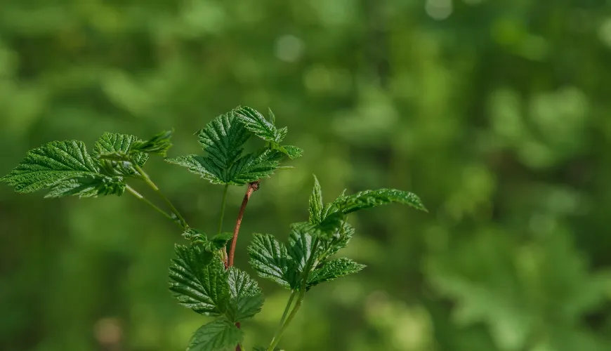 Cómo la ortiga aporta salud y belleza natural