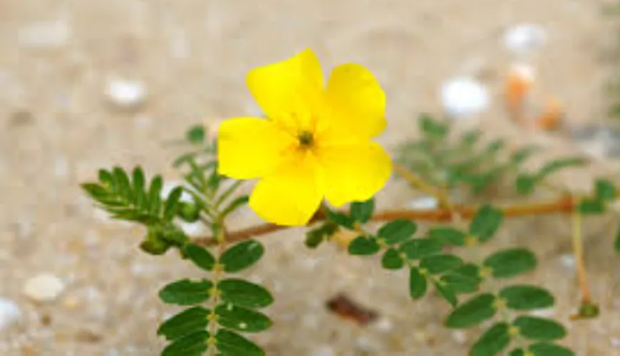 Cómo minimizar los riesgos asociados con el tribulus terrestris