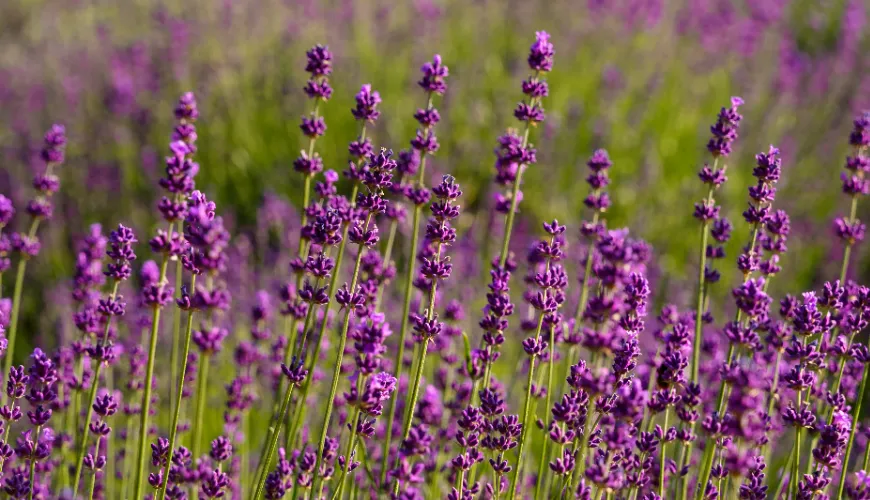 Cómo la lavanda ayuda a manejar el estrés y mejorar el estado de ánimo