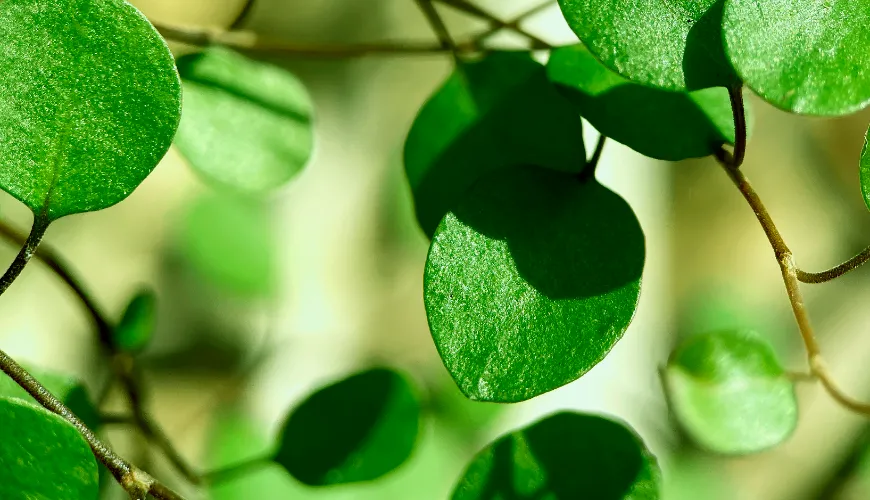 ¿Por qué deberías incluir moringa en tu dieta?