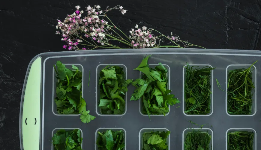 La germinación nunca ha sido más fácil que con un plato para germinar.