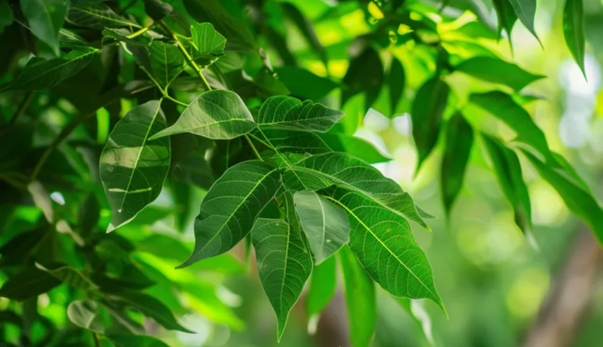 El secreto del neem en la medicina tradicional y el mundo moderno