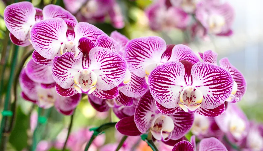 # Cómo y cuándo trasplantar orquídeas

Las orquídeas son plantas hermosas, pero pueden ser un poco e