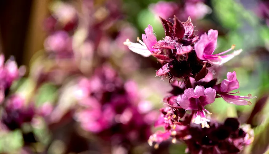 ¿Cómo huele el pachuli y por qué ha conquistado el corazón de los maestros perfumistas?