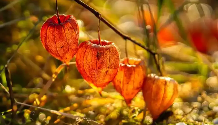 La physalis es una fruta que sorprende tanto por su sabor como por sus efectos