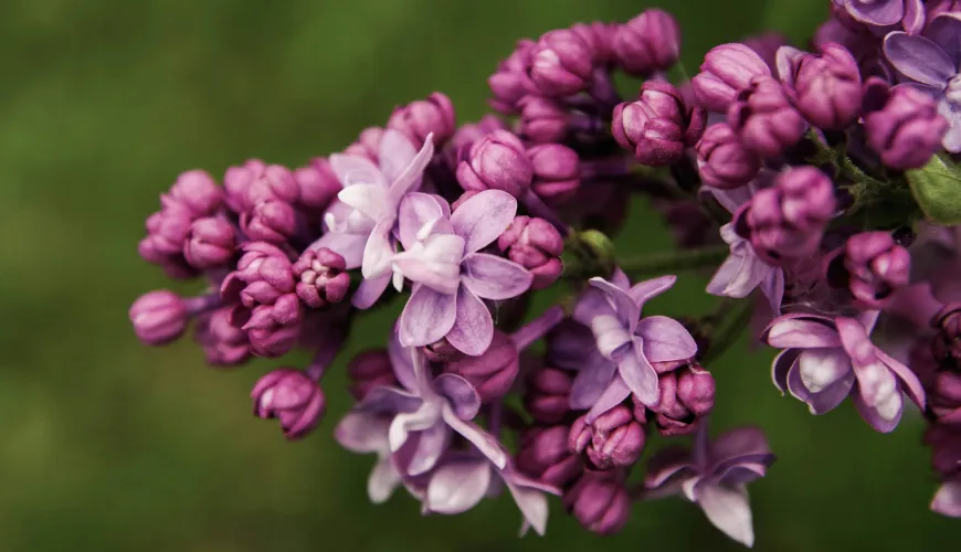 Descubre la magia del jarabe de lilas y sus beneficios para la salud.