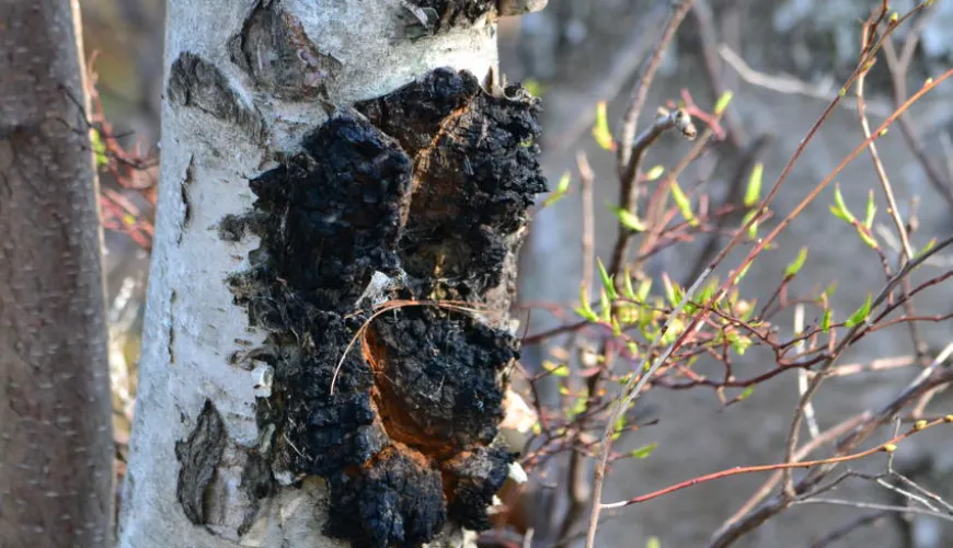 Chaga siberiana y sus efectos en su salud y vitalidad