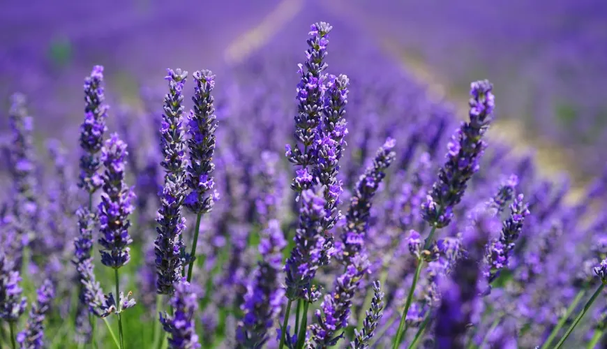 Cómo conservar la lavanda secándola para todo el año