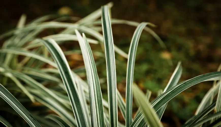 ¿Qué es el vetiver y cómo se obtiene su aceite esencial?