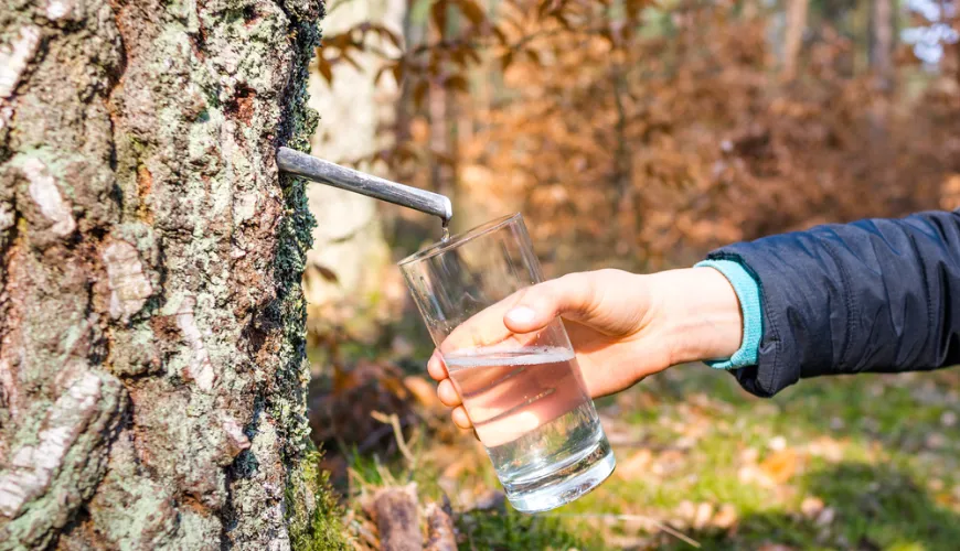 Agua de abedul - elixir natural lleno de salud y vitalidad