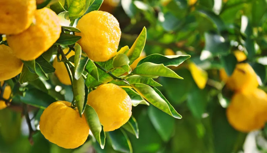 El milagro natural del yuzu y sus beneficios para la salud